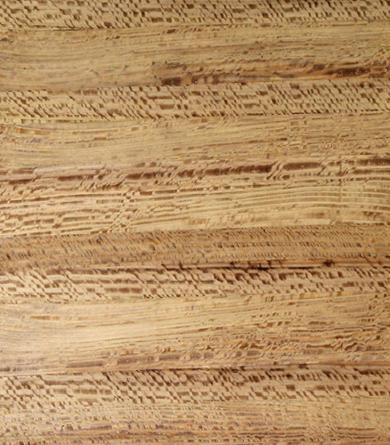 Grainfield Eucalyptus